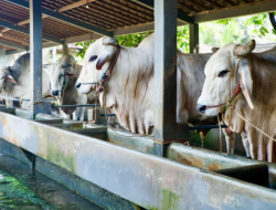 Hasilkan Sapi Premium, Berkah Setia Farm Jadi Percontohan