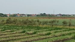 Dinas Pertanian Brebes Ambil Langkah Ini Untuk Hadapi Ancaman El Nino