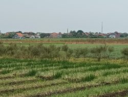 Dinas Pertanian Brebes Ambil Langkah Ini Untuk Hadapi Ancaman El Nino