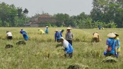 Jateng Siapkan Strategi Tancap Gas Swasembada Pangan 2026