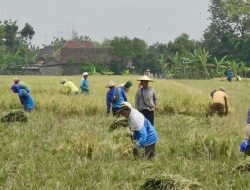 Jateng Siapkan Strategi Tancap Gas Swasembada Pangan 2026