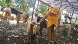 Jelang Idul Adha, Tiga Ekor Sapi Ditemukan Terkena PMK