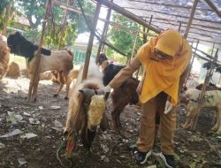 Jelang Idul Adha, Tiga Ekor Sapi Ditemukan Terkena PMK