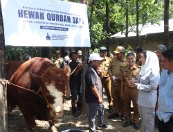 Sapi Kurban Presiden 1,2 Ton Diserahkan ke Warga Terdampak Banjir