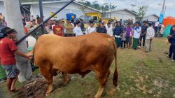 Inilah “Mick Jagger”, Sapi 1 Ton Pilihan Presiden untuk Warga Kabupaten Tegal