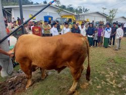 Inilah “Mick Jagger”, Sapi 1 Ton Pilihan Presiden untuk Warga Kabupaten Tegal
