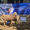 BRI Brebes Aksi Sosial Bantu 2 Ekor Kambing Kurban Lewat YBM
