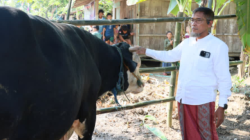 Sekda Jateng Salurkan Sapi Kurban Presiden di Grobogan