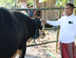 Sekda Jateng Salurkan Sapi Kurban Presiden di Grobogan