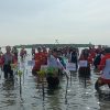 Minimalisir Dampak Rob, PMI Batang Tanam Seribu Bibit Mangrove