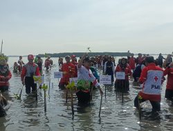 Minimalisir Dampak Rob, PMI Batang Tanam Seribu Bibit Mangrove