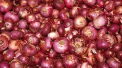 Terbitkan SE, Pemkab Brebes Larang Jual Beli Bawang Bombai Mini