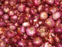 Terbitkan SE, Pemkab Brebes Larang Jual Beli Bawang Bombai Mini