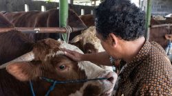 Berat 900 Kg, Abimanyu Jadi Sapi Kurban Pilihan Presiden Prabowo Subianto