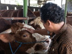 Berat 900 Kg, Abimanyu Jadi Sapi Kurban Pilihan Presiden Prabowo Subianto