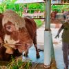 Sapi Bantuan Presiden Prabowo di Tegal Tembus 1 Ton, Begini Perawatannya