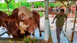 Sapi Bantuan Presiden Prabowo di Tegal Tembus 1 Ton, Begini Perawatannya