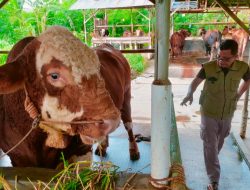 Sapi Bantuan Presiden Prabowo di Tegal Tembus 1 Ton, Begini Perawatannya