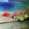 Mau Pelihara Ikan? Ini Tips Dasar Wajib Dipahami