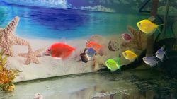 Mau Pelihara Ikan? Ini Tips Dasar Wajib Dipahami
