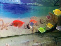 Mau Pelihara Ikan? Ini Tips Dasar Wajib Dipahami