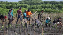 3.700 Bibit Mangrove Ditanam di Pesisir Brebes, Bangun Benteng Hijau Cegah Abrasi