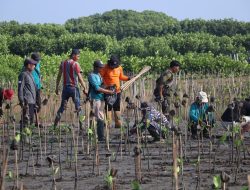 3.700 Bibit Mangrove Ditanam di Pesisir Brebes, Bangun Benteng Hijau Cegah Abrasi
