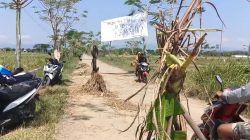 Jalan Rusak, Warga Protes Aksi Pasang Spanduk dan Tanam Pohon Pisang